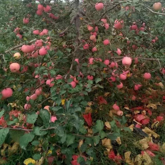苹果树修剪口诀，果树剪枝顺口溜大全（果树修剪口诀）