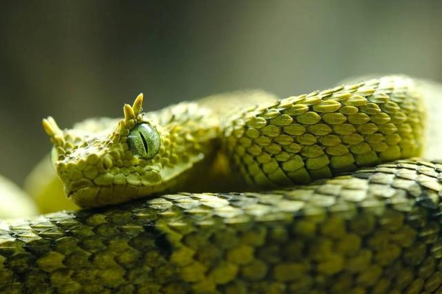 世界上最吓人的蛇，8个世界最吓人的蛇