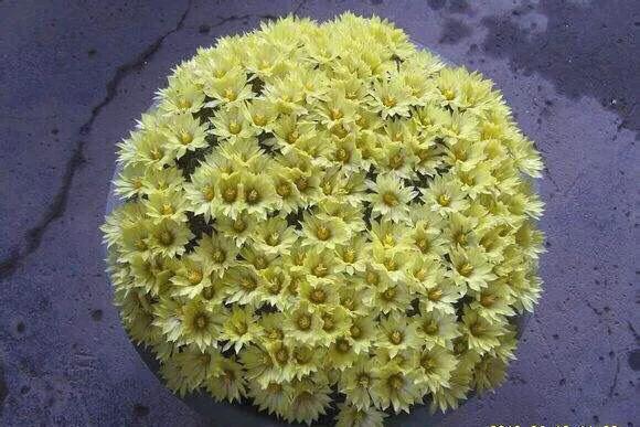 开花最好看的仙人球品种排名，仙人掌的花季来了