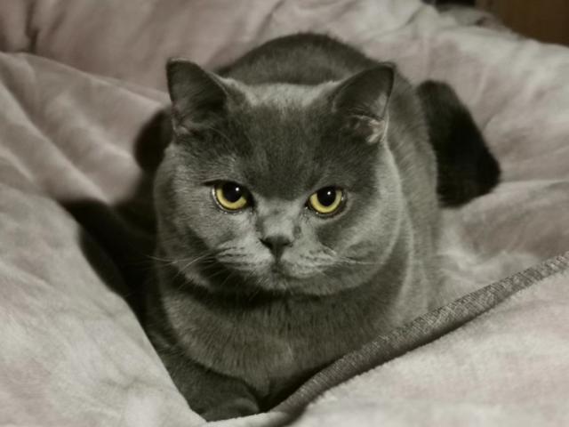 多情总比无情苦，多情总被无情恼