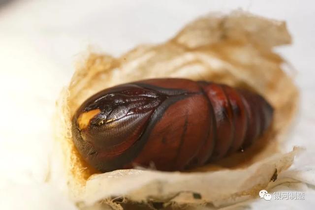 有哪些常见的飞蛾，自然记录蛾生一瞬