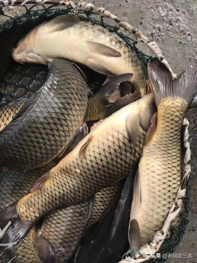 養殖什么魚利潤高，一畝魚塘養什么魚利潤高