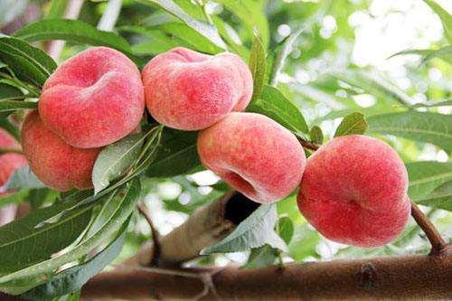 桃核是辟邪还是招鬼，桃子的桃核可以辟邪吗（我的文玩新宠——桃核手串）