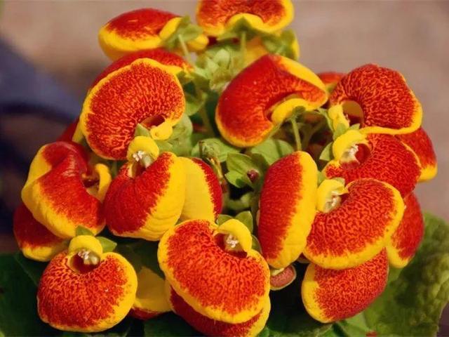 君子兰怎么浇水，君子兰正确浇水原则（这才是最正确的方法）