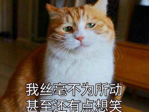 猫叫什么名字好听，猫咪起啥名字好听小白猫