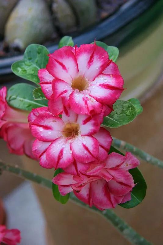 沙漠玫瑰怎么养，沙漠玫瑰的养殖方法多久能开花（真正会养的只需做5点）