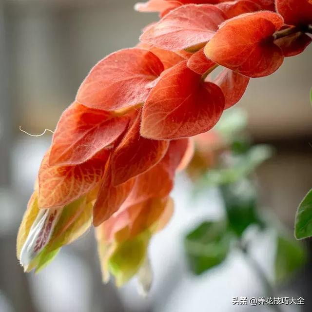 四季开花的花卉，十种四季开花的花卉有哪些（俏丽多姿的花卉）