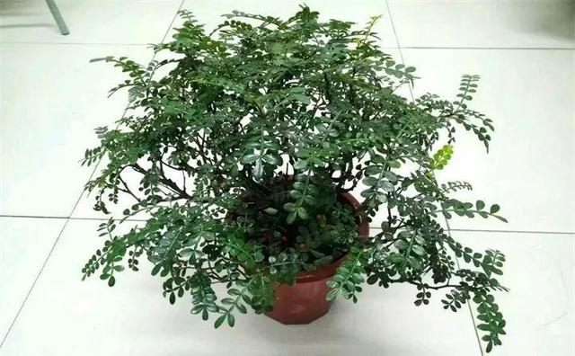 12个街头常见骗术，这些花市门口的骗术