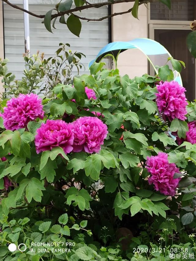 春夏秋冬四季什么花好看，这十种花几乎一年四季都开花