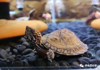 养乌龟用什么水，养龟要用什么水合适（之乌龟对水质的要求和处理办法）