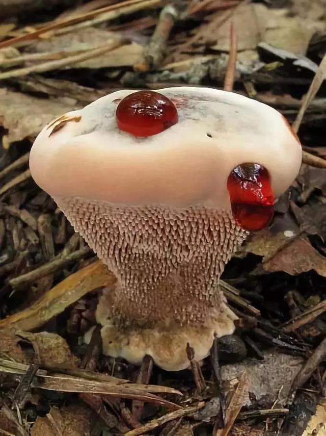 美丽的蘑菇大自然的杰作，草地上各种各样的蘑菇
