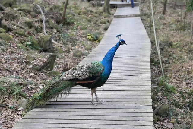 僧观寺一日游怎么玩，超省心攻略指南