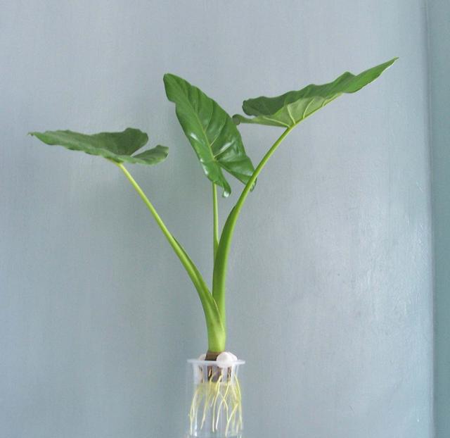 滴水观音开花寓意着什么，花语是志同道合