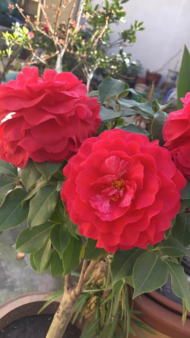 茶花的品种及价格，茶花的品种大全介绍