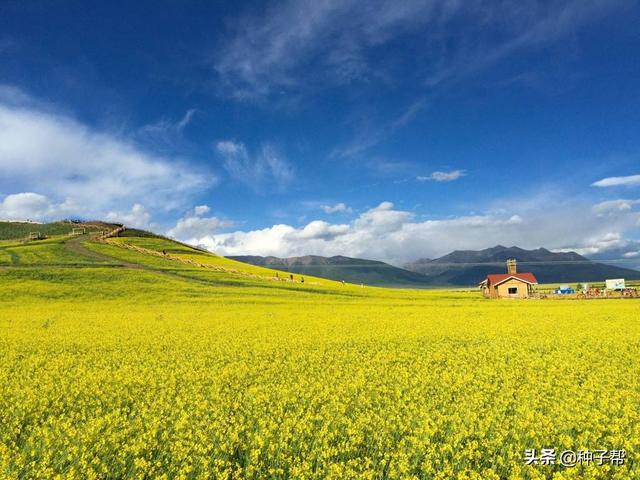 最佳油菜花观赏地，快来这里看油菜花海