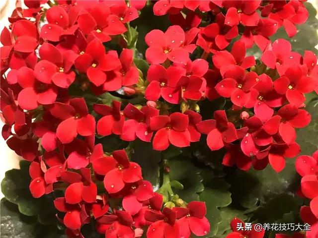 四季开花的花卉，十种四季开花的花卉有哪些（俏丽多姿的花卉）