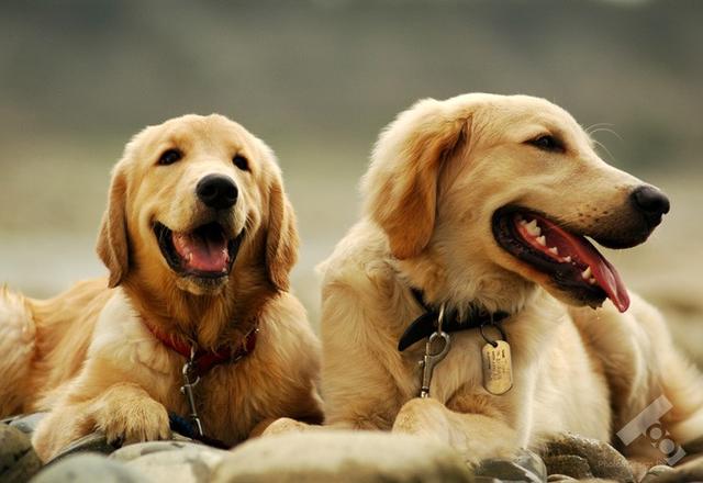 10种最好养的狗是什么狗，最受欢迎的8种大狗