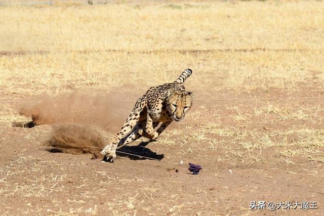 哪个动物会皮笑肉不笑呢，那些外表憨态可掬