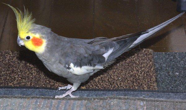 玄凤，玄凤鹦鹉的缺点以及特点