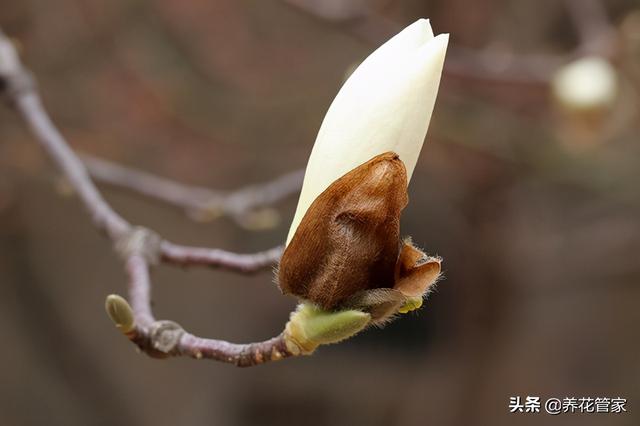 美丽漂亮的白玉兰，分享图片——最漂亮的玉兰花集