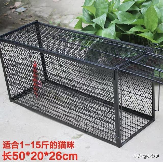猫走丢了怎么办，猫咪走丢了怎么办快来看看吧