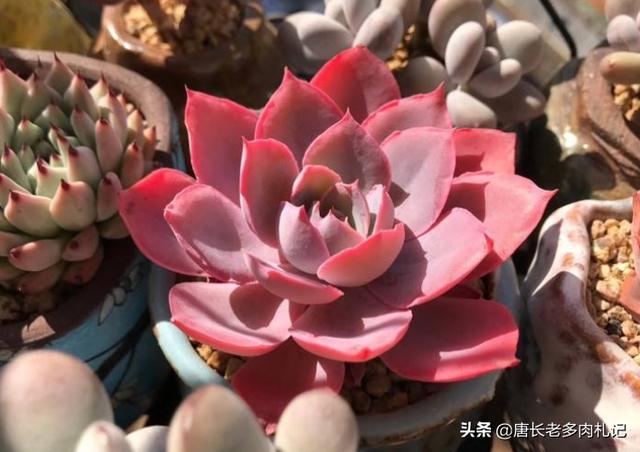 怎样才能养出叶片饱满厚实的多肉，这些叶片特别肥厚的多肉