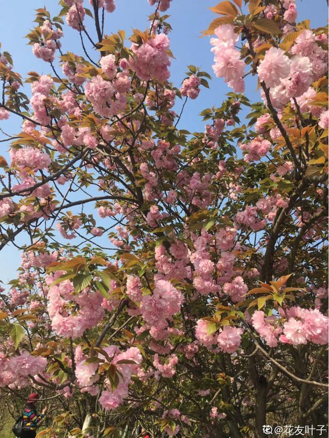 春夏秋冬四季什么花好看，这十种花几乎一年四季都开花