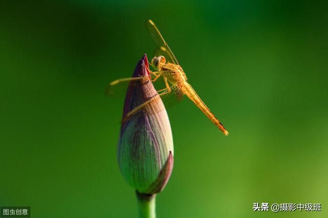 拍荷花摄影技巧，这位摄影爱好者的方法