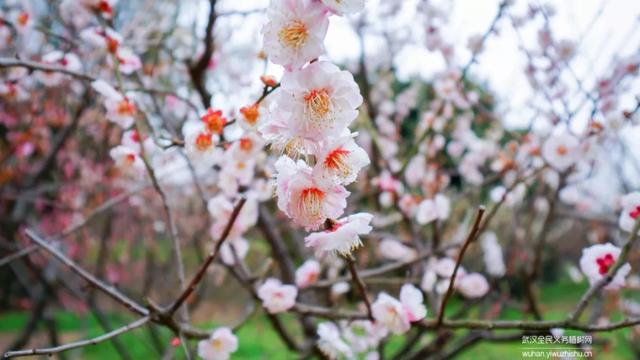 蜡梅与腊梅的区别，蜡梅是梅花吗究竟是（腊梅花与蜡梅有什么区别）