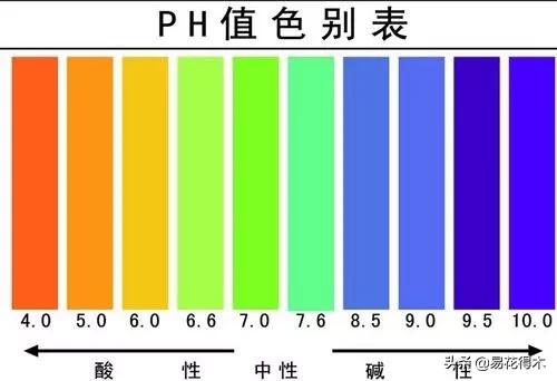 杜鹃花养护注意这几点，要牢记这5点