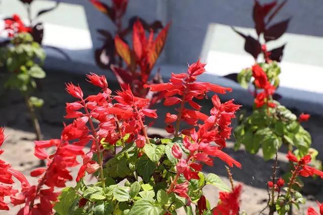 如意湖湿地公园游玩攻略，左中休闲好去处