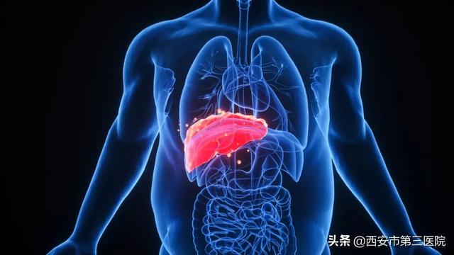 肥胖演示(肥胖宣传视频)