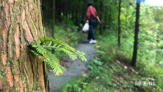 洋姜的做法大全，如何用洋姜做美食（遇见洋姜抓紧囤）