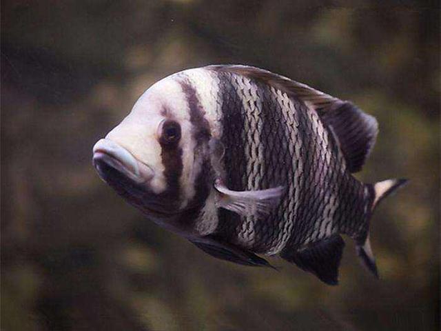 三湖慈鲷适合混养的鱼，几种常被误认为是三湖慈鲷的观赏鱼