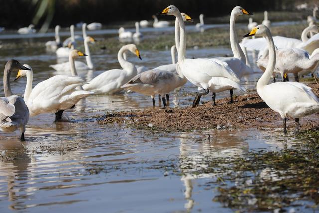 天鹅湖景区三门峡，三门峡天鹅湖国家湿地公园苍龙湖白天鹅