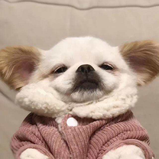 狗狗的名字可爱呆萌，第一次养狗养它轻松很多