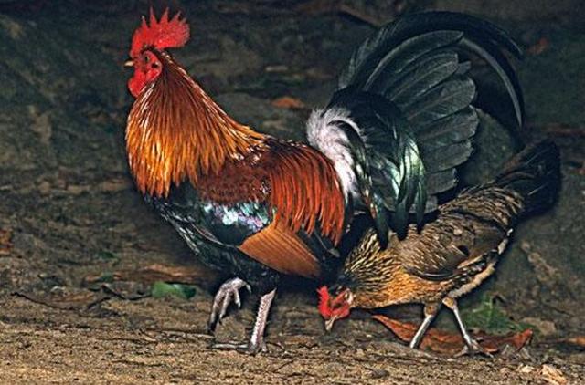 凌晨4点公鸡打鸣民间说法，公鸡半夜打鸣村民心神不宁