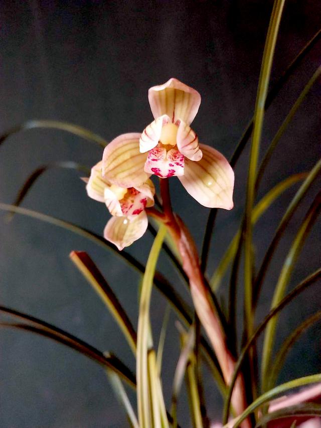 野生兰花五到七月开的是什么兰花，细说5款兰花珍品