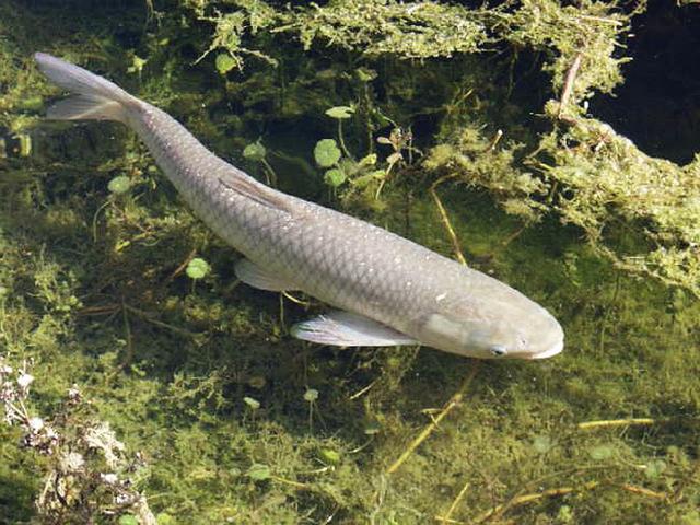 最常见的淡水鱼都有哪种，最常见的淡水鱼