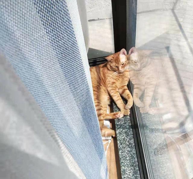 猫咪起什么名字最好听母猫，中国铲屎官绝对把气质