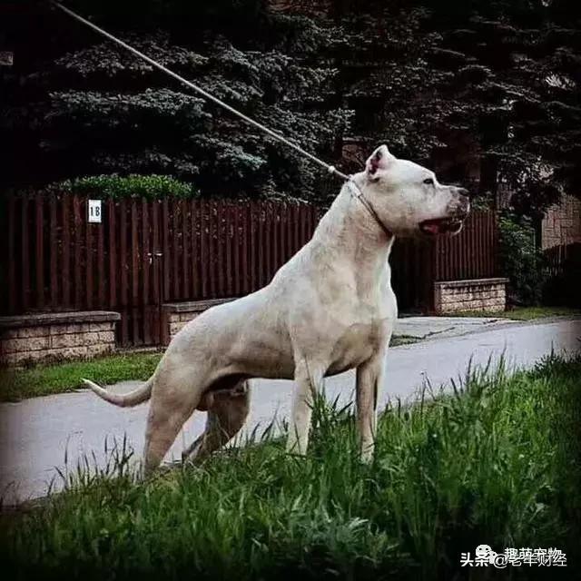 恶霸犬是烈性犬吗，烈性犬都有哪几种（彪悍的外表下竟是一颗温柔的心）