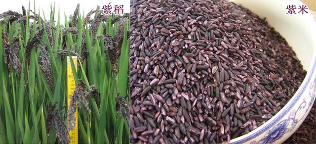 贵比黄金的紫色大米，大米是怎么种植出来的