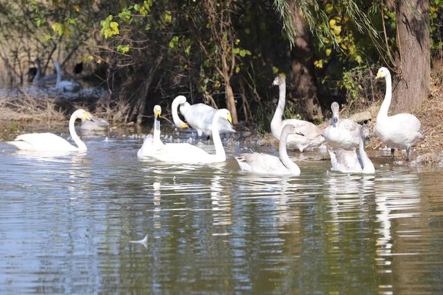 天鹅湖景区三门峡，三门峡天鹅湖国家湿地公园苍龙湖白天鹅