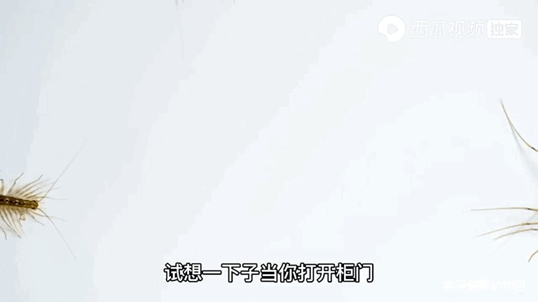 吸血的动物有哪些，最凶狠的十种吸血动物