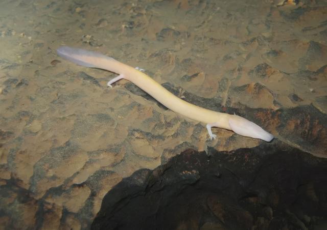 世界上最懒的动物，世界上唯一懒的动物（可7年不吃不喝不运动）