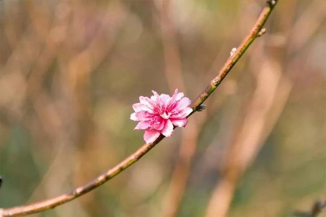 深圳游玩攻略必去的地方免费，7个遛娃好去处全免费