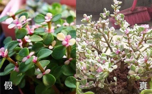 12个街头常见骗术，这些花市门口的骗术