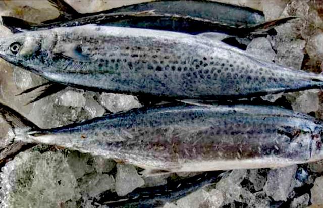 燕鲅有啥营养，学会两条燕尾鲅