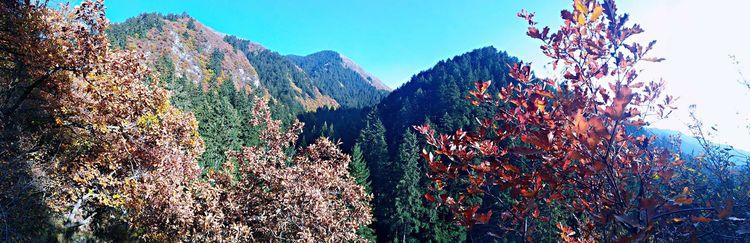 人间仙境满山红叶，原来是峨眉山的树叶红了……