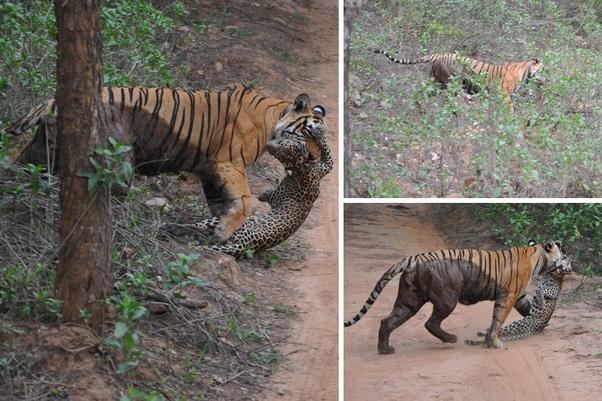 世界上最恐怖的猫，史上最可怕的猫科动物